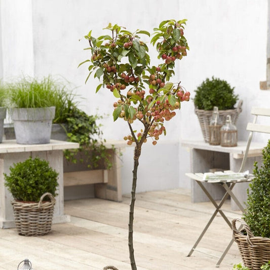 Patio Crabapple Tree | Malus 'Evereste' Ornamental Trees