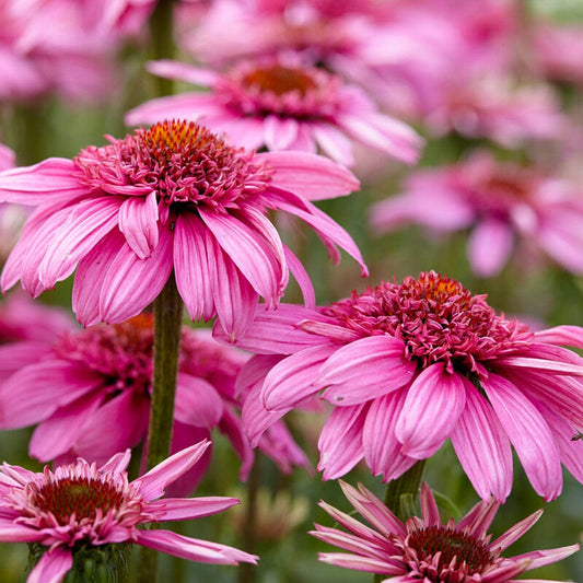 Echinacea 'SunSeekers Sweet Fuchsia' Perennial Bedding