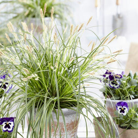 Japanese Sedge | Carex oshimensis 'Everlime' Perennial Bedding