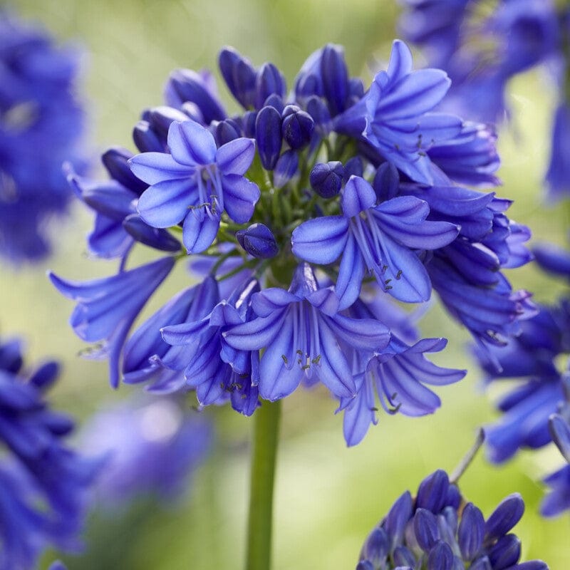 Agapanthus 'Blue Thunder' Perennial Bedding