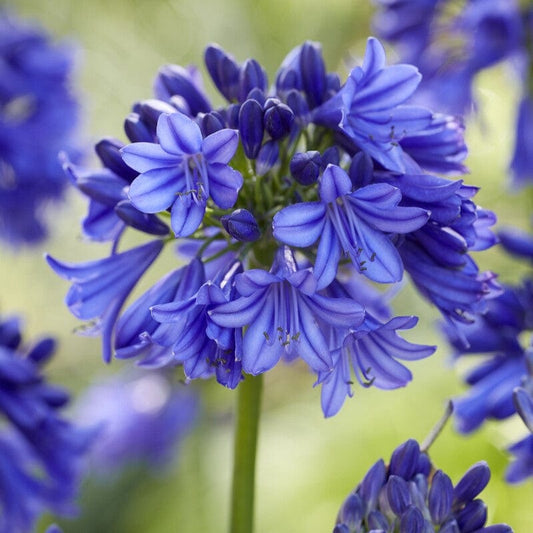 Agapanthus 'Blue Thunder' Perennial Bedding
