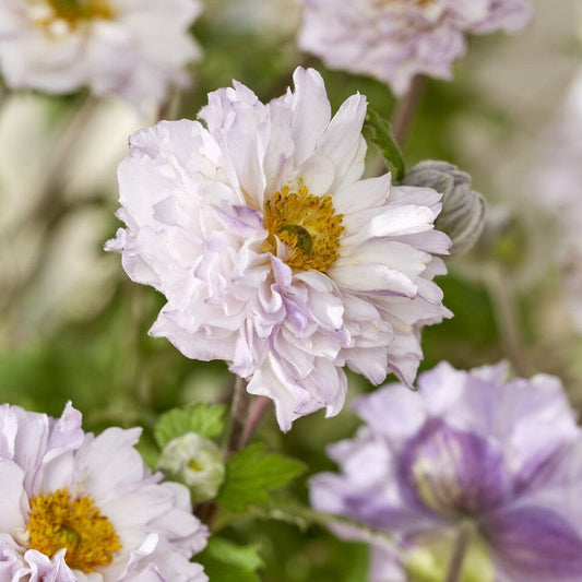 Anemone Frilly Knickers Perennial Bedding