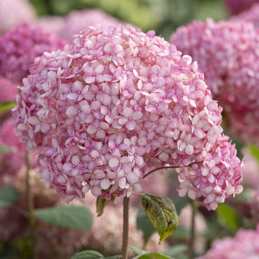 Hydrangea arborescens 'Pink Annabelle' Shrubs
