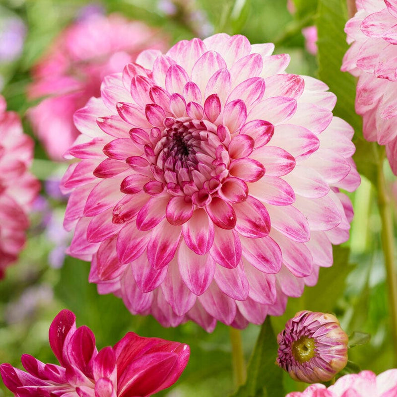 Dahlia Caproz Pizzazz Perennial Bedding
