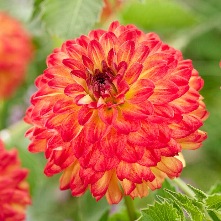 Dahlia Icoon Perennial Bedding