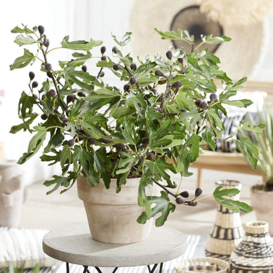 'Little Miss Figgy' Patio Fig Tree Soft Fruit