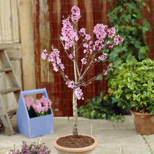 Patio Peach Tree | Prunus Persica 'Pink Peachy' Trained Fruit Trees
