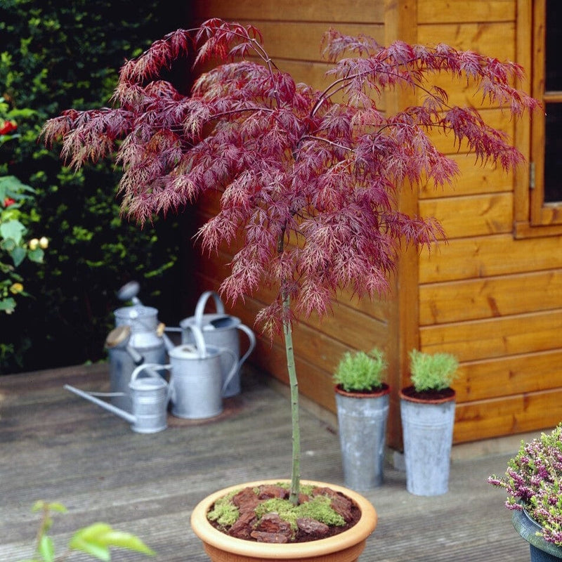 Patio Acer Tree | Acer Palmatum 'Inaba-shidare' Ornamental Trees