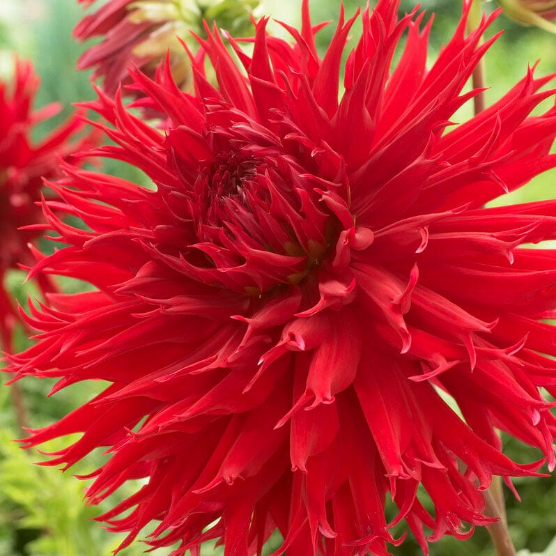 Dahlia Jaxon Perennial Bedding