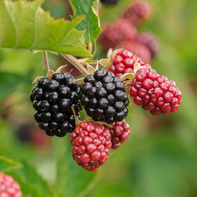 Thornless Blackberry Plant | Rubus fruticosus 'Waldo' Soft Fruit