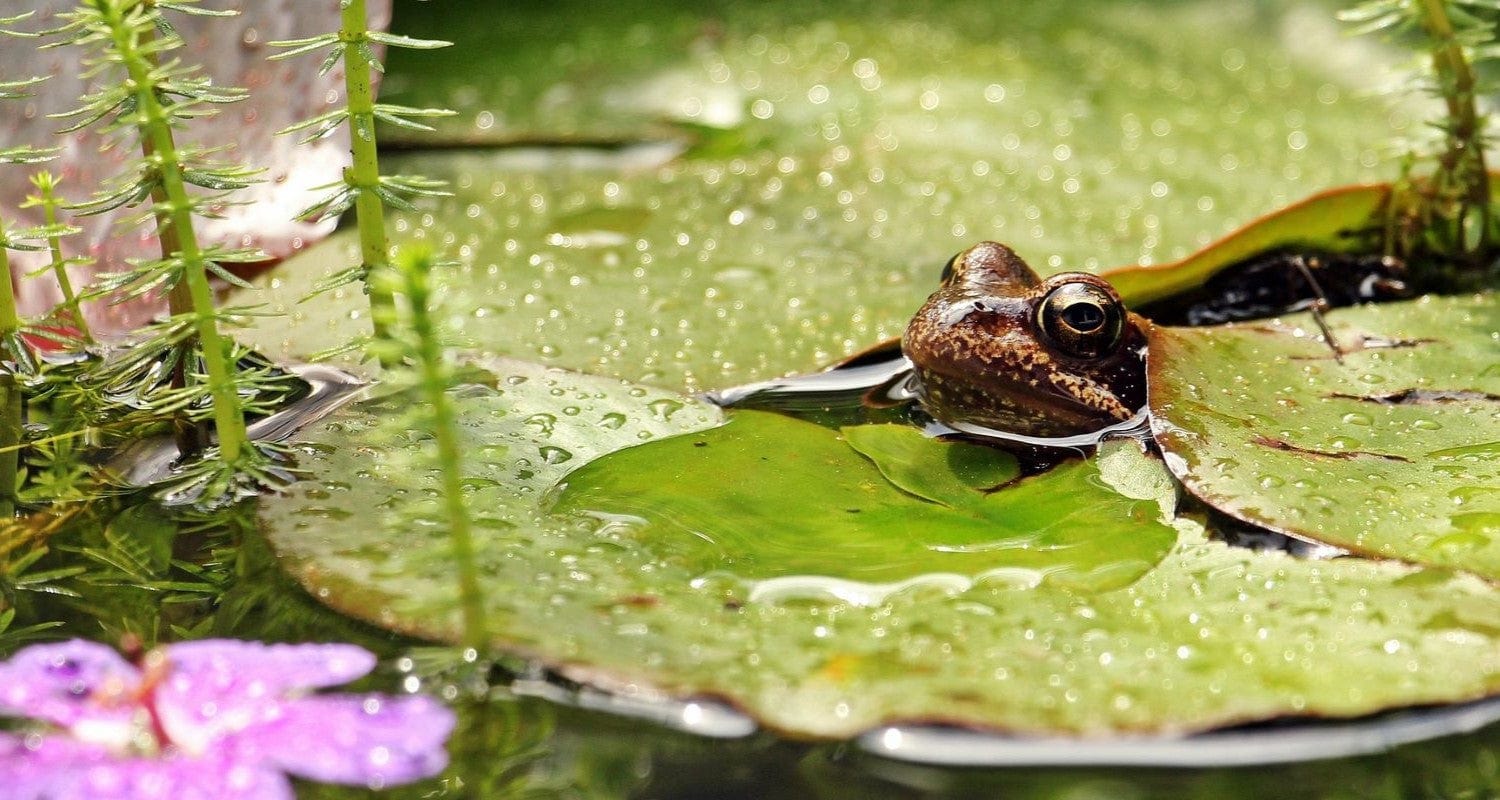 Wildlife Pond Ideas, Plants and Tips to Attract Nature