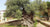 world's oldest trees