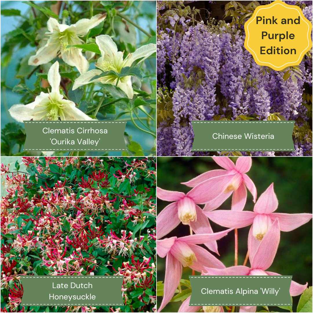 YearRound Flowering Climbers Collection Roots Plants