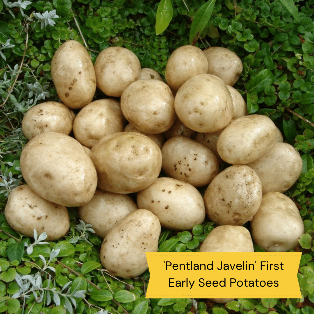 Full Season Seed Potato Pack Growers' Choice Roots Plants
