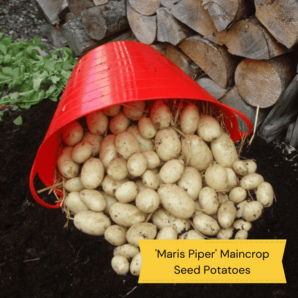 Top Performing Seed Potato Pack | Growers' Choice Vegetables