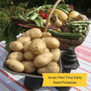 Top Performing Seed Potato Pack | Growers' Choice Vegetables