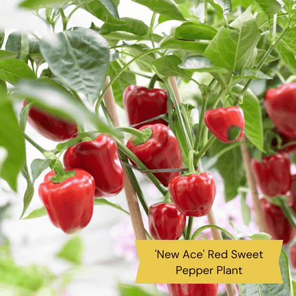 Best Pepper Plants Collection Vegetables