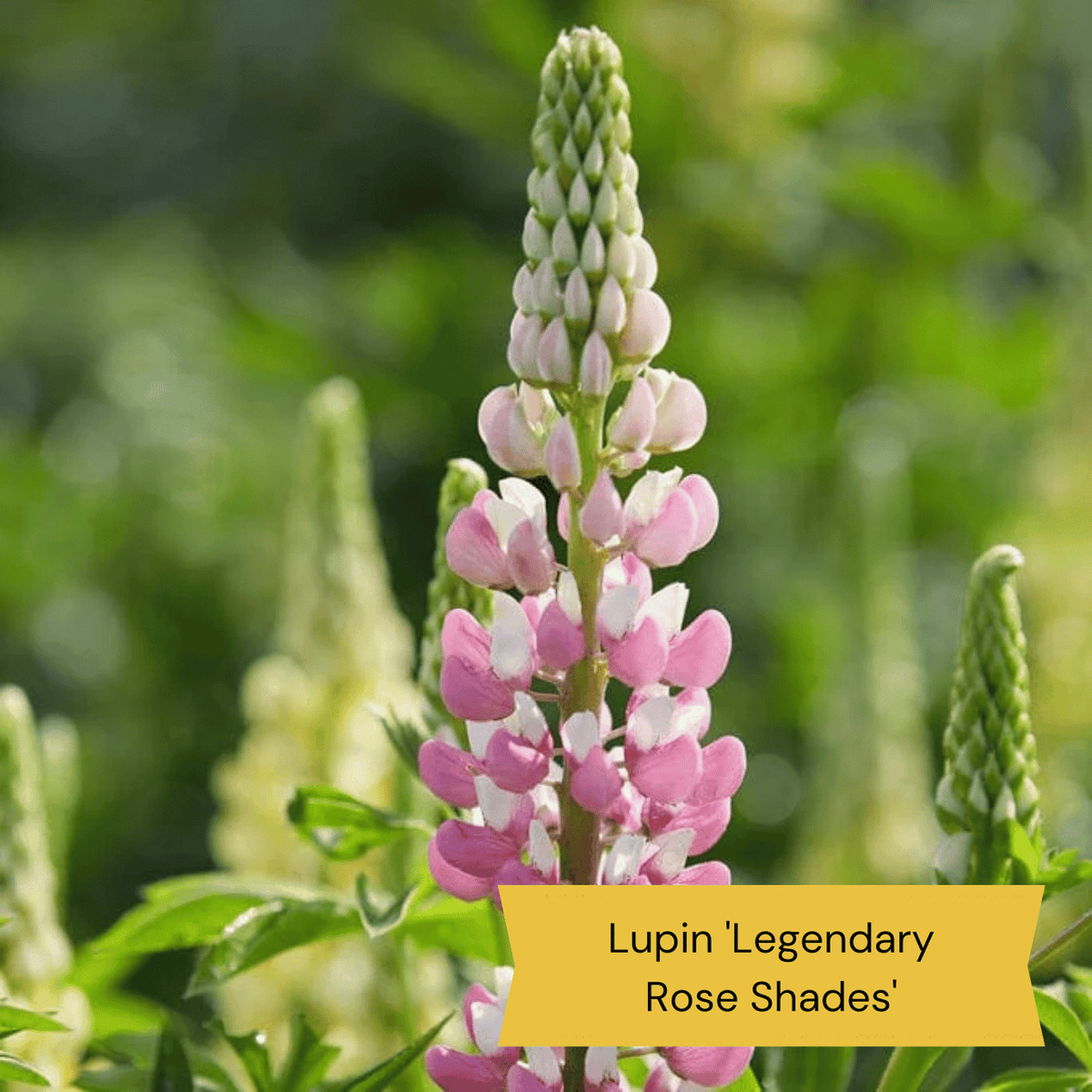 Top Tall Perennials Plants for Height and Structure Roots Plants