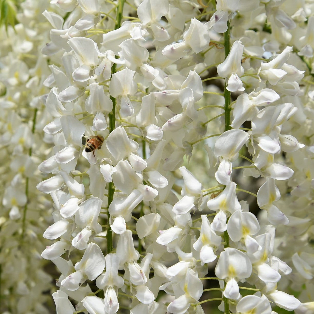 White Chinese Wisteria Wisteria sinensis 'Alba' Roots Plants