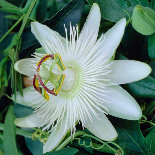 Passiflora 'Constance Elliott' | Passion Flower | On a 90cm Cane in a 3L Pot Climbing Plants