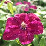 90cm Clematis 'Rouge Cardinal' | 3L Pot Climbing Plants