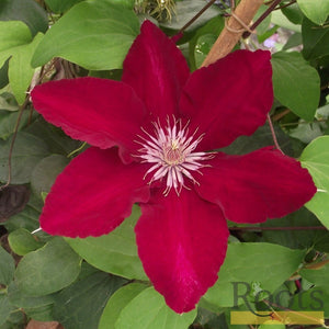 90cm Clematis 'Rebecca' | 3L Pot Climbing Plants