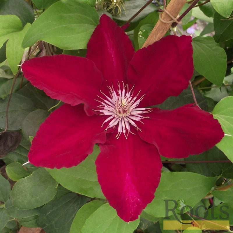 90cm Clematis 'Rebecca' | 3L Pot Climbing Plants