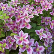 Clematis 'Piilu' On a 90cm Cane in a 3L Pot Climbing Plants