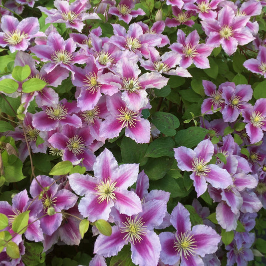 Clematis 'Piilu' On a 90cm Cane in a 3L Pot Climbing Plants
