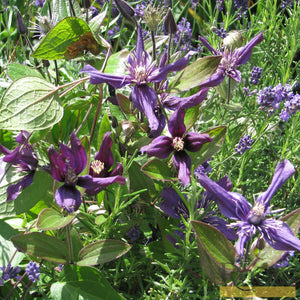 90cm Clematis 'Petit Faucon' 3L Pot