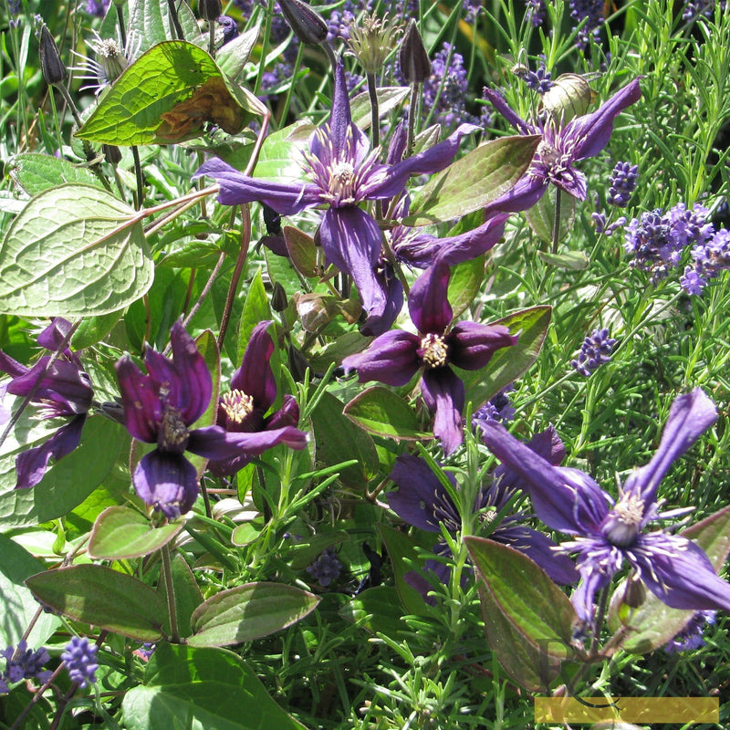 90cm Clematis 'Petit Faucon' 3L Pot