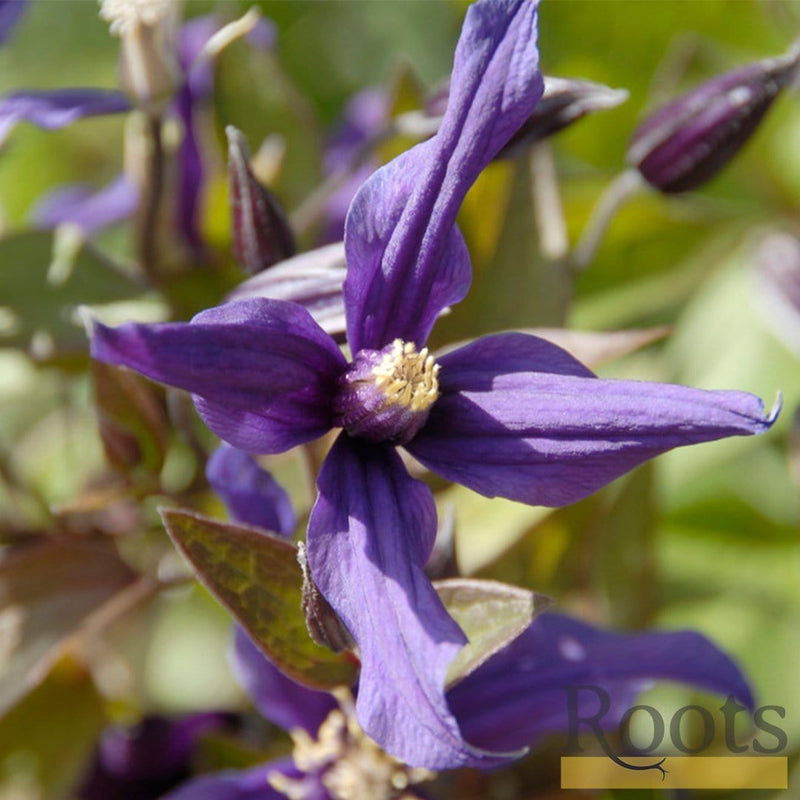 90cm Clematis 'Petit Faucon' 3L Pot
