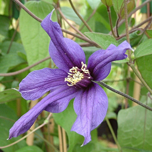 Clematis 'Petit Faucon' On a 90cm Cane in a 3L Pot Climbing Plants