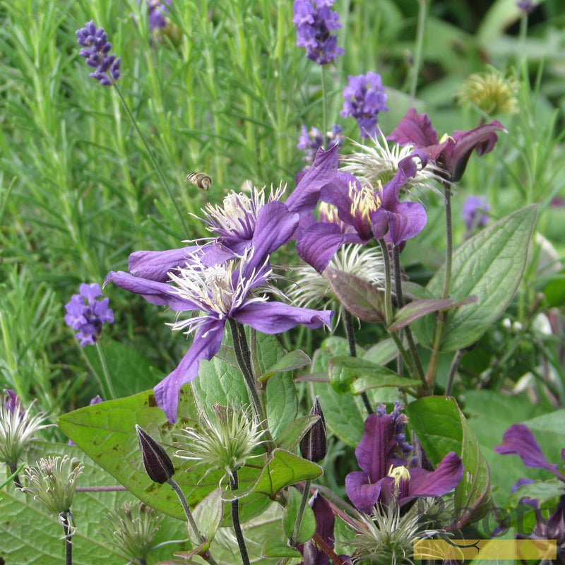 90cm Clematis 'Petit Faucon' 3L Pot