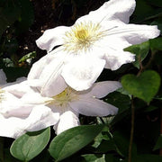 Clematis 'Marie Boisselot' | On a 90cm Cane in a 3L Pot Climbing Plants
