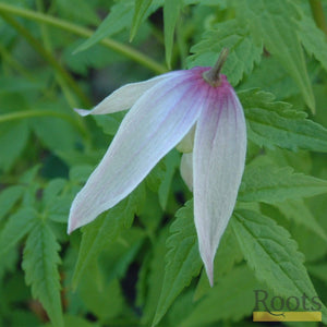 Clematis Alpina 'Willy' | On a 90cm Cane in a 3L Pot Climbing Plants