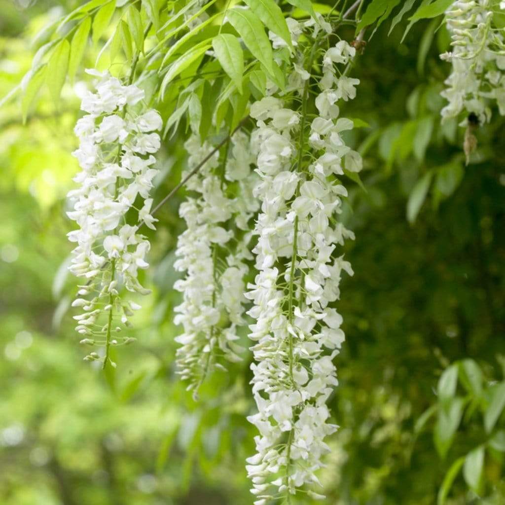 White Wisteria Wisteria sinensis 'Alba' Roots Plants