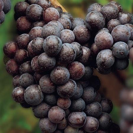 90cm 'Cabernet Sauvignon' Grape Vine | 3L Pot Soft Fruit