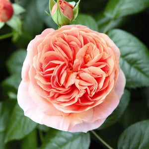 Duchess of Cornwall' Hybrid Tea Rose Shrubs