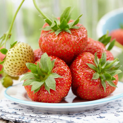 'Sonata' Strawberry Plants Soft Fruit