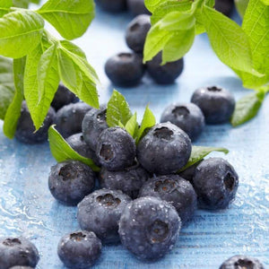 All Season Blueberry Plants Collection | 3x 10cm Pots Soft Fruit