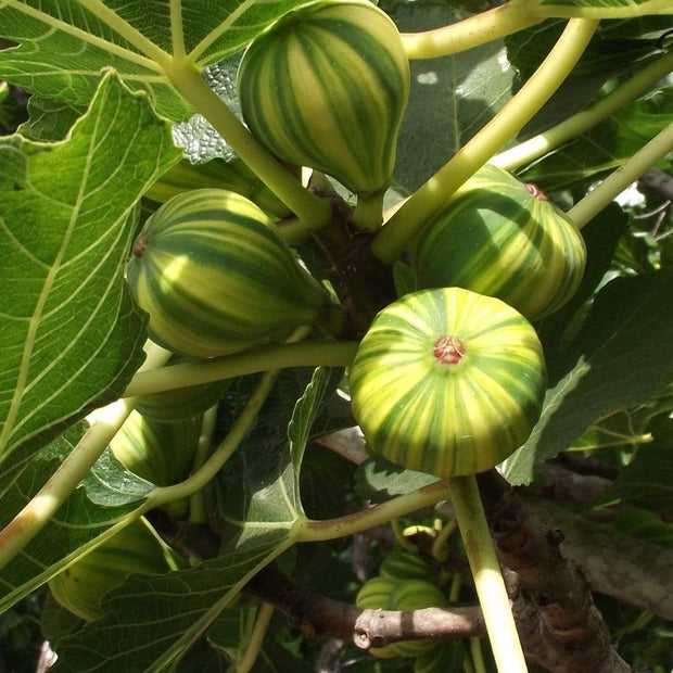 Panachée' Fig Tree Soft Fruit