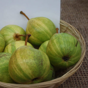 Panachée' Fig Tree Soft Fruit