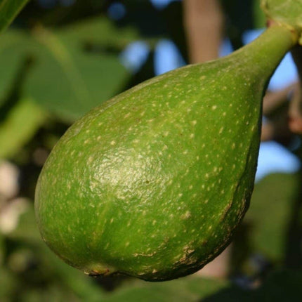 Dalmatie Fig Tree Soft Fruit