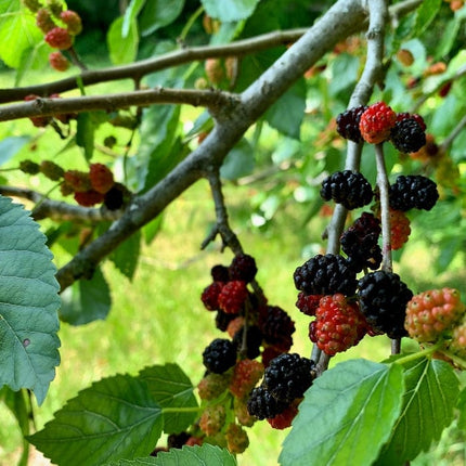 King James' Mulberry Tree | Morus nigra Fruit Trees