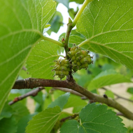 'King James' Mulberry Tree | Morus nigra Fruit Trees