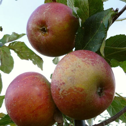 'Queen Cox' Apple Tree Fruit Trees