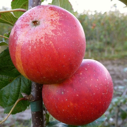 'Queen Cox' Apple Tree Fruit Trees