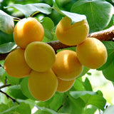 Golden Glow' Apricot Tree Fruit Trees