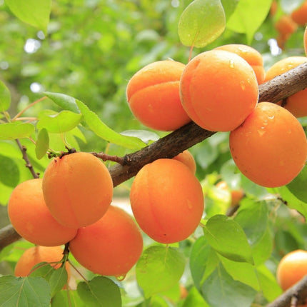 Golden Glow' Apricot Tree Fruit Trees